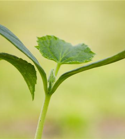 Urban Gardening – selbst in der Stadt ist Platz zum Gärtnern