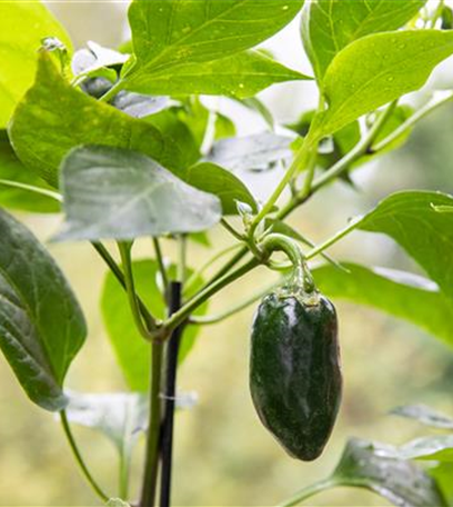 Urban Gardening – selbst in der Stadt ist Platz zum Gärtnern