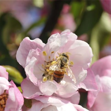 Erfolgreich bienenfreundliche Bäume und Sträucher anpflanzen