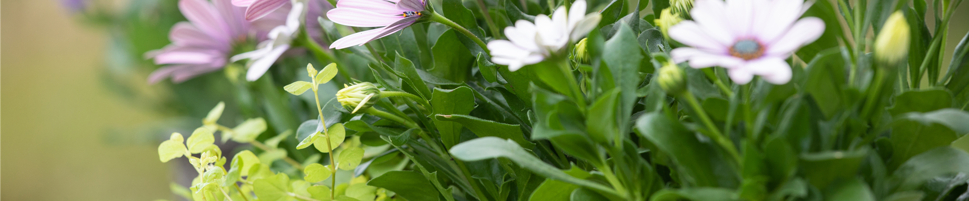 Osteospermum ecklonis, rosa