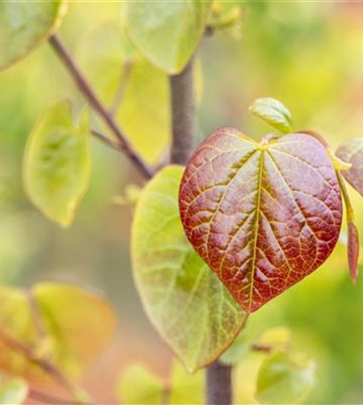 Gartengestaltung mit Laubgehölzen – So strahlt der Garten in allen Farben