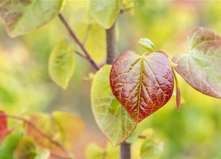 Gartengestaltung mit Laubgehölzen – So strahlt der Garten in allen Farben Gartengestaltung mit Laubgehölzen – So strahlt der Garten in allen Farben