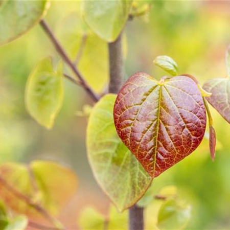 Gartengestaltung mit Laubgehölzen – So strahlt der Garten in allen Farben