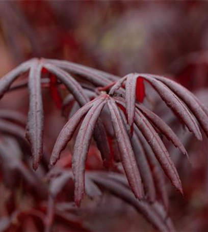 Gartengestaltung mit Laubgehölzen – So strahlt der Garten in allen Farben