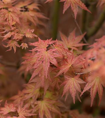 Gartengestaltung mit Laubgehölzen – So strahlt der Garten in allen Farben