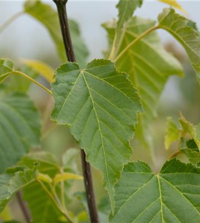 Gartengestaltung mit Laubgehölzen – So strahlt der Garten in allen Farben