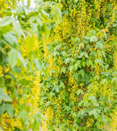 Laubgehölze einpflanzen – Gut gepflanzt ist halb gepflegt