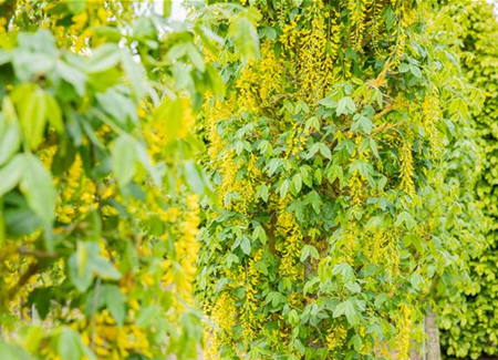 Laubgehölze einpflanzen – Gut gepflanzt ist halb gepflegt Laubgehölze einpflanzen – Gut gepflanzt ist halb gepflegt