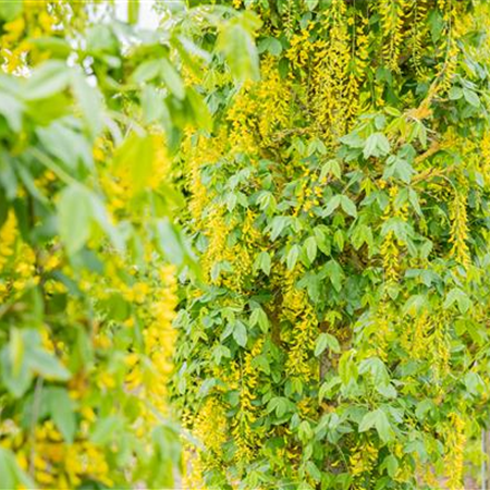 Laubgehölze einpflanzen – Gut gepflanzt ist halb gepflegt Laubgehölze einpflanzen – Gut gepflanzt ist halb gepflegt