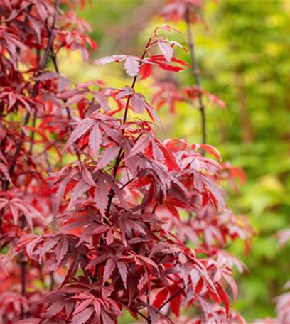 Laubgehölze einpflanzen – Gut gepflanzt ist halb gepflegt