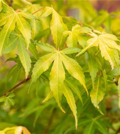 Laubgehölze einpflanzen – Gut gepflanzt ist halb gepflegt