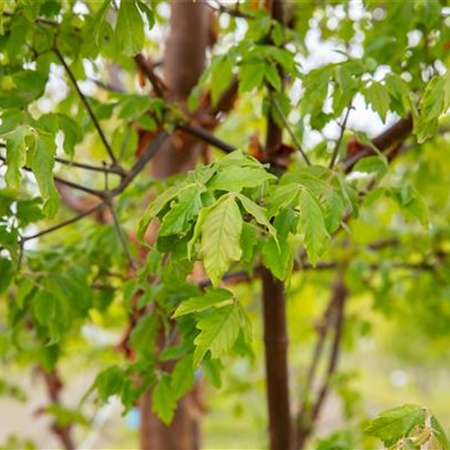 Laubgehölze kaufen und den Garten zum Leuchten bringen