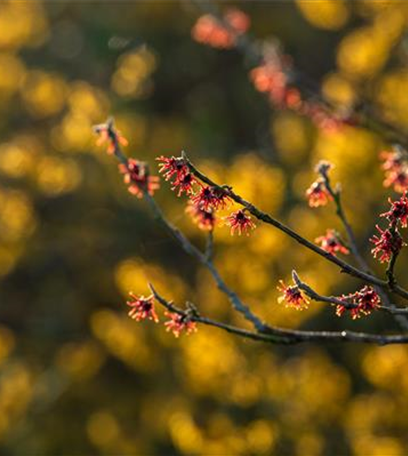 Laubgehölze kaufen und den Garten zum Leuchten bringen