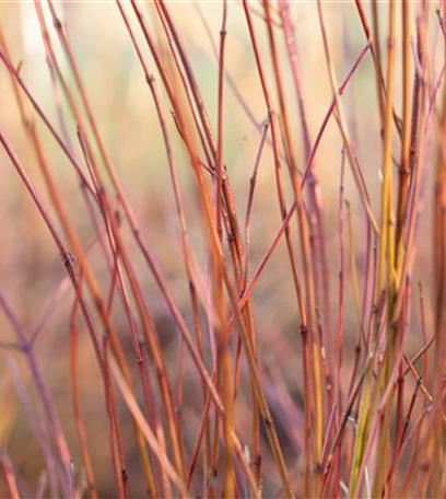 Laubgehölze kaufen und den Garten zum Leuchten bringen