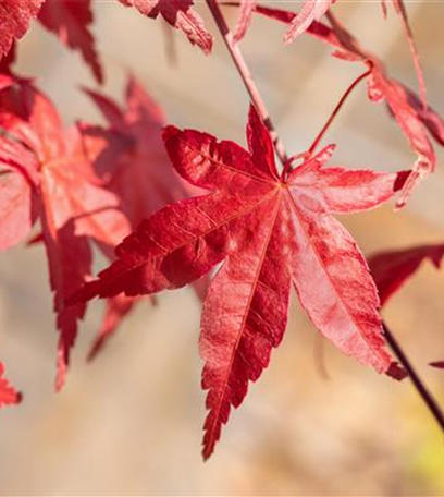 Laubgehölze nach dem Kauf optimal versorgen