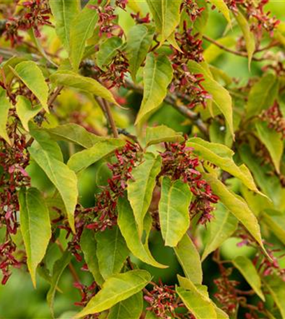 Laubgehölze nach dem Kauf optimal versorgen