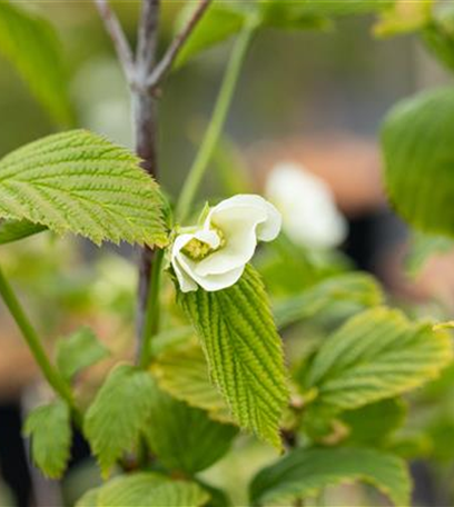 Laubgehölze nach dem Kauf optimal versorgen