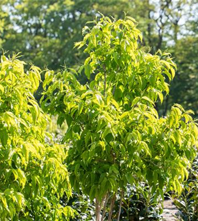 Laubgehölze nach dem Kauf optimal versorgen