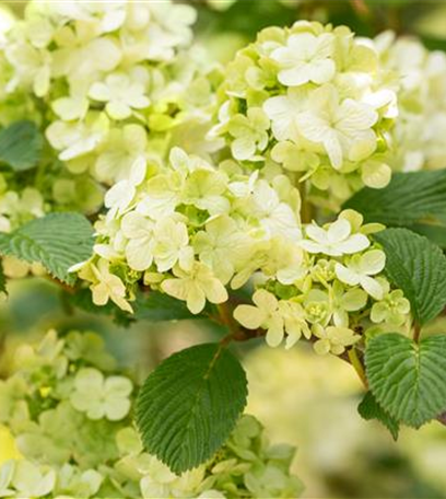 Laubgehölze pflegen – So bleibt der Garten schön