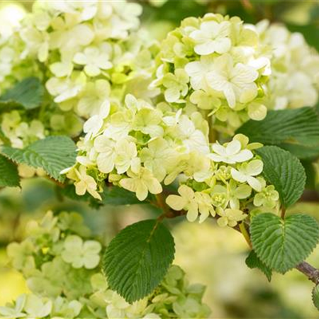Laubgehölze pflegen – So bleibt der Garten schön