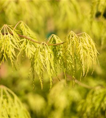 Laubgehölze pflegen – So bleibt der Garten schön
