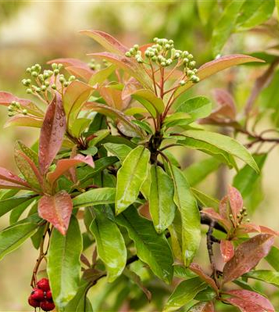 Laubgehölze pflegen – So bleibt der Garten schön
