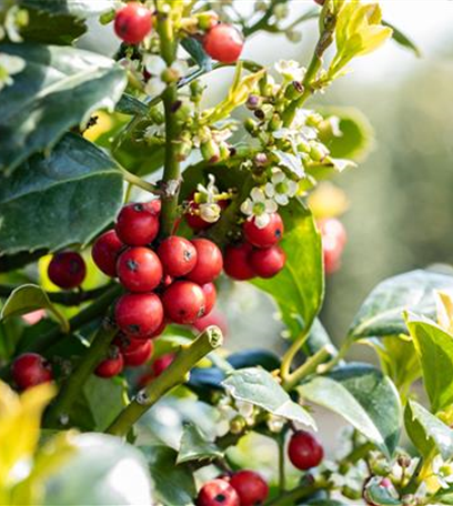 Laubgehölze zurückschneiden und in Form bringen