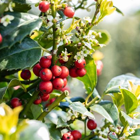 Laubgehölze zurückschneiden und in Form bringen Laubgehölze zurückschneiden und in Form bringen