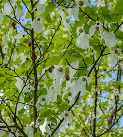 Laubgehölze zurückschneiden und in Form bringen