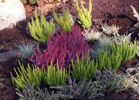 Ein Heidebeet anlegen Ein Heidebeet anlegen