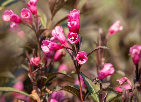 Weigelien – Blütenwunder und Augenweide Weigelien – Blütenwunder und Augenweide