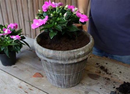 Edellieschen - Einpflanzen in ein Gefäß Edellieschen - Einpflanzen in ein Gefäß