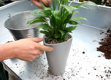 Einblatt - Einpflanzen in ein Gefäß Einblatt - Einpflanzen in ein Gefäß