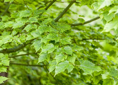 Wunderschöne Gehölze für große und kleine Hausgärten Wunderschöne Gehölze für große und kleine Hausgärten