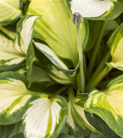 Die Funkie – der Allrounder im Garten