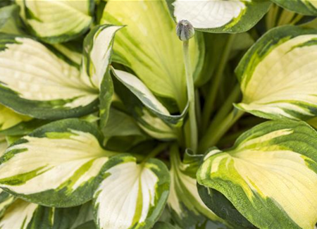 Die Funkie – eine der schönsten Blattschmuckstauden Die Funkie – eine der schönsten Blattschmuckstauden