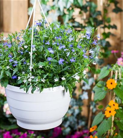 Männertreu – eine gefährliche Sommerliebe mit besonderen Blüten