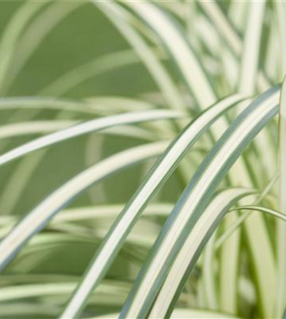 Carex – mehr als nur einfache Gräser