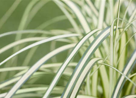Carex – mehr als nur einfache Gräser Carex – mehr als nur einfache Gräser