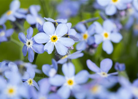 Das Vergissmeinnicht als Frühlingsbote Das Vergissmeinnicht als Frühlingsbote