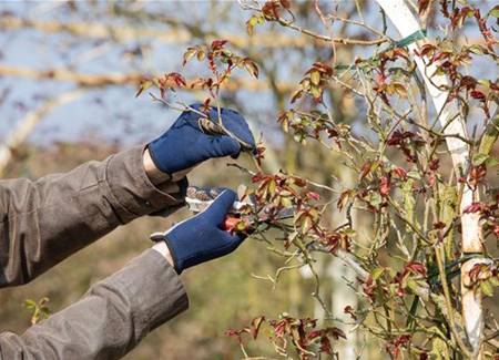 Der Rosenschnitt – Schönheitskur im Frühling Der Rosenschnitt – Schönheitskur im Frühling