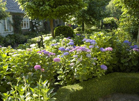 Bäume und Sträucher im Frühjahr – es müssen nicht immer Blumen sein Bäume und Sträucher im Frühjahr – es müssen nicht immer Blumen sein