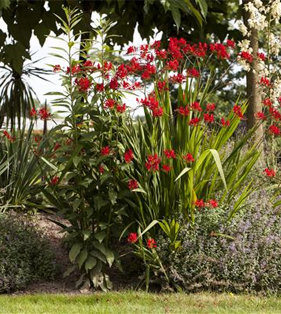 Ab in den Garten – Blumenzwiebeln im Frühjahr einpflanzen