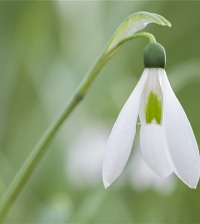Schneeglöckchen pflanzen – Frühlingsboten im Garten