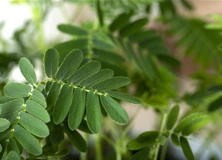 Mimosen, die sensiblen Geschöpfe der Pflanzenwelt Mimosen, die sensiblen Geschöpfe der Pflanzenwelt