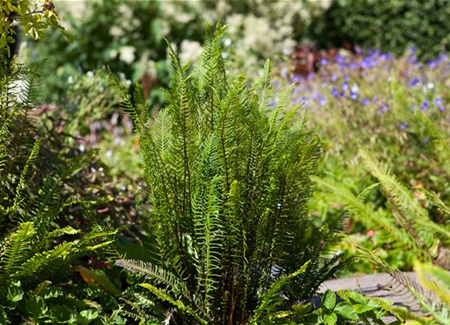 Feuchtzonen im Garten Feuchtzonen im Garten