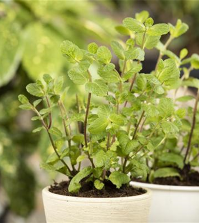 Kräuter im eigenen Garten: Anlegen des Kräutergartens