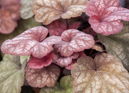 Das Purpurglöckchen – eine Kämpfernatur im Staudenbeet Das Purpurglöckchen – eine Kämpfernatur im Staudenbeet