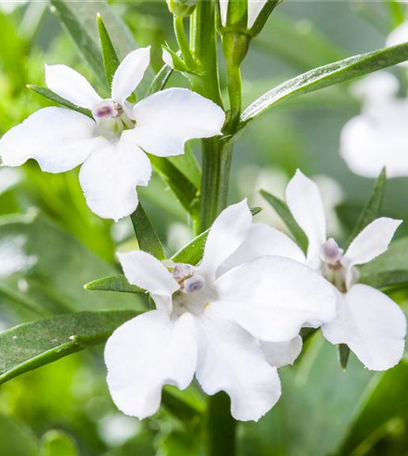 Männertreu: mehr als nur eine schöne Lückenfüllerin