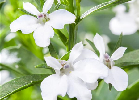 Männertreu: mehr als nur eine schöne Lückenfüllerin Männertreu: mehr als nur eine schöne Lückenfüllerin